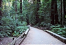 Hiking Trails in Muir Woods